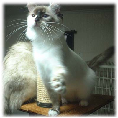 ���O�h�[���� Bell