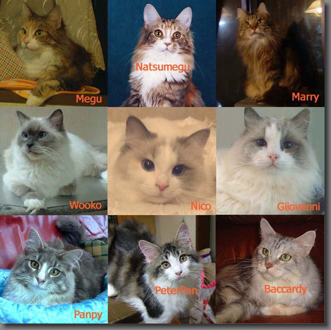 catterry catna �̃��C���N�[�������O�h�[�����