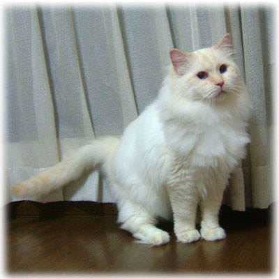 ���O�h�[���� Chiribou