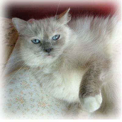 ���O�h�[���� Fuuko