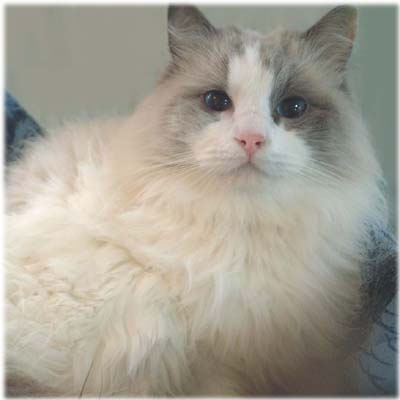 ���O�h�[���� Giovannie