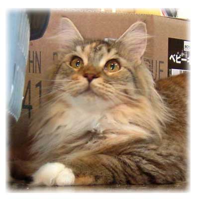 ���C���N�[���̏��̎q-jessica