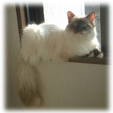 ���O�h�[����jiji