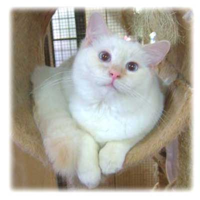 ���O�h�[���̏��̎q-Mamy