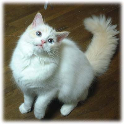 ���O�h�[����miru