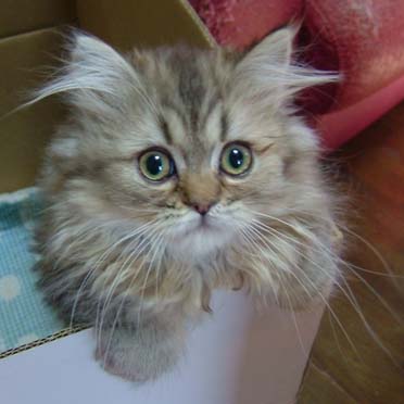 �y���V���E�`���`���S�[���f���̏��̎q�@�D�����p�p�E�}�}��W���ł��I