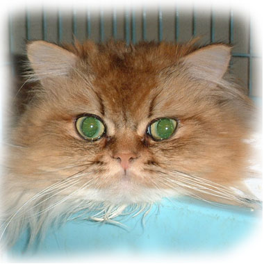 �y���V����simon