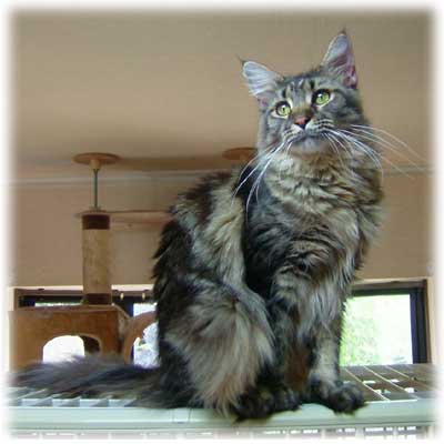 ���C���N�[���̏��̎q-tigerlily